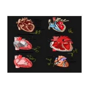 Видеозаклинание 1 типа - Лечебные - Протекторы сердца