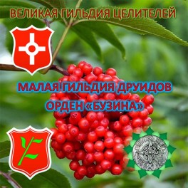 47. Видеосистема &ndash; Внутренний сервис &ndash; Магические Ордена &ndash; Орден Бузина